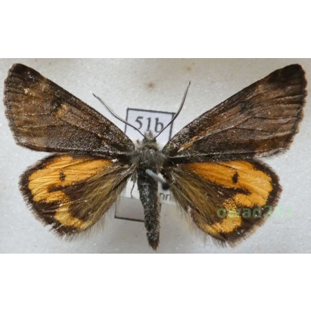 Boudinotiana notha (Hübner, 1803) Czech51b